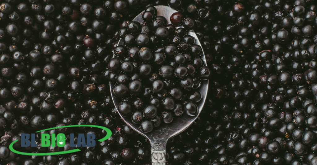 Elderberry Benefits in Supplement Manufacturing: A Brief History & Explanation